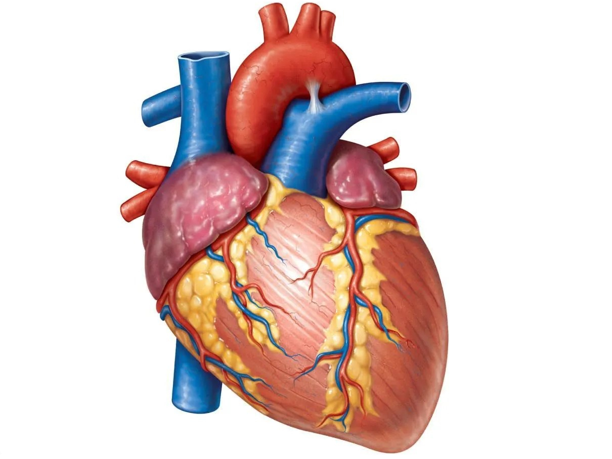 heart